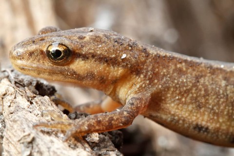 Common newt