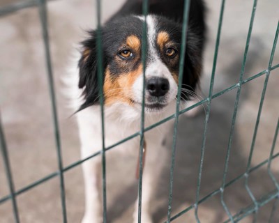 Sad rescue dog fence adoption shelter