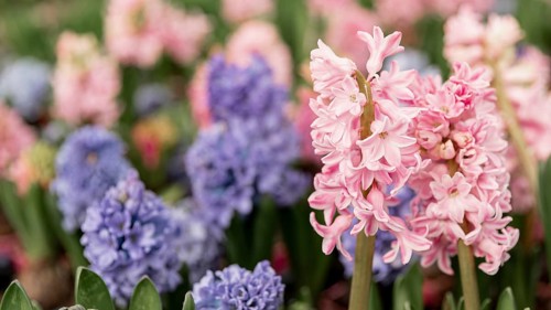 Assortment with colourful hyacinths