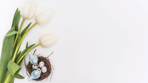 Tulips quail eggs nest