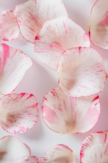 Top view rose petals background
