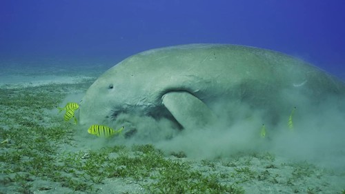 Sea Cow