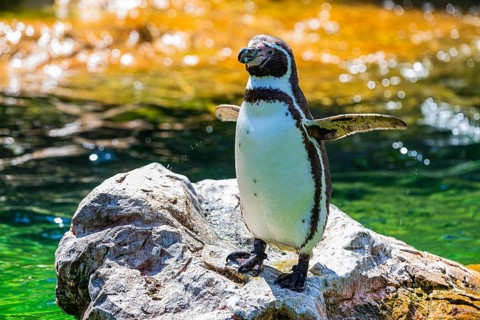 Northern rockhopper penguin