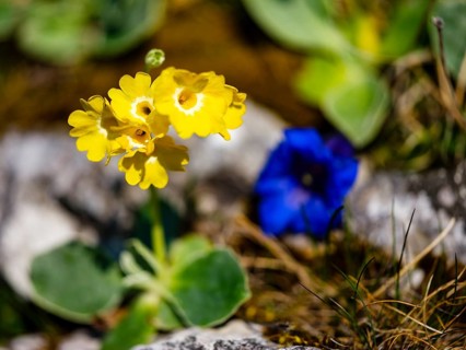 Alpine auricula