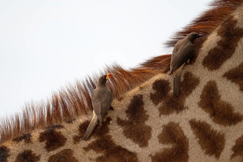 Red-billed oxpecker