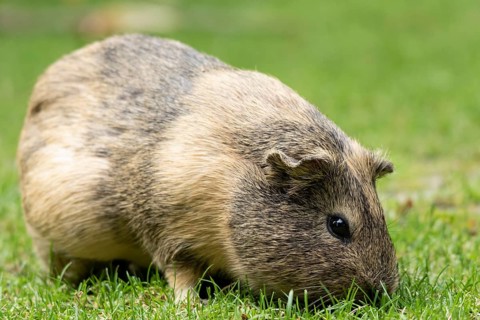 Domestic guinea pig