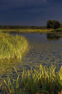 Evening mood in the floodplain forest