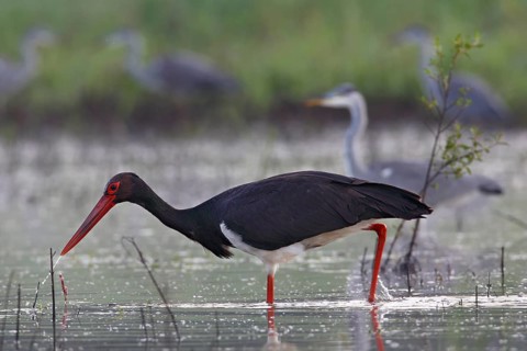 Black stork