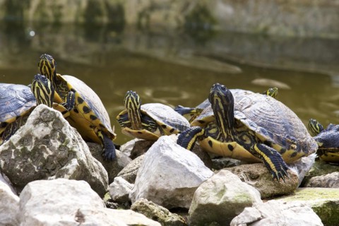 Ornate turtles