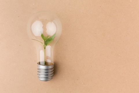 Light bulb small plant inside