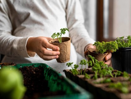 Young child with small plants by window