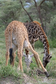Masai giraffe