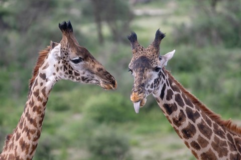 Masai giraffe