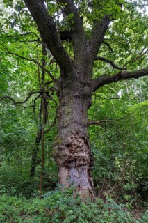 Damaged trunk of an old oak tree
