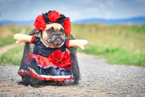 French Bulldog dog dressed up with 'La Catrina' Halloween costume with red and black dress with rose flowers and lace veil from Mexican 'Los Muertos' Day of the Dead festival