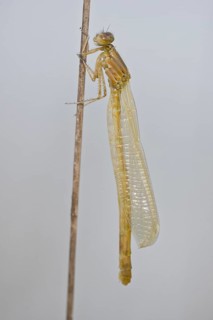 Siberian winter dragonfly