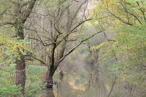 Autumn atmosphere on a branch of the Moselle