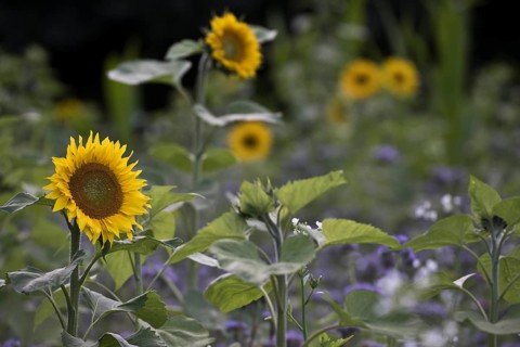 Sunflowers