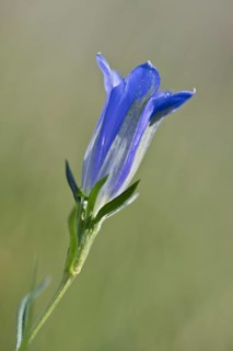 Marsh gentian