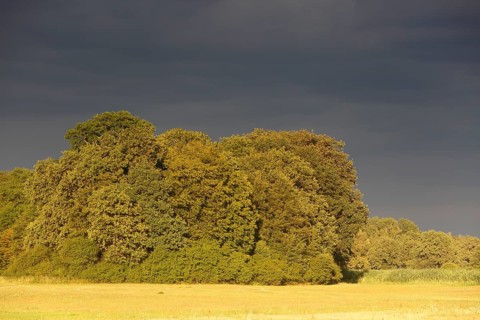 Evening mood in the floodplain forest