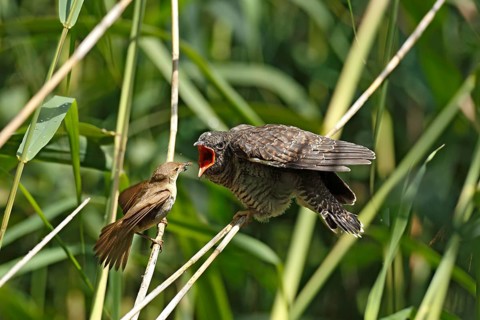 Common cuckoo