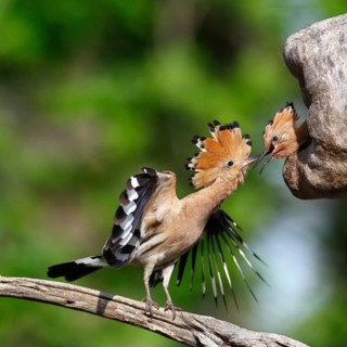 Hoopoe