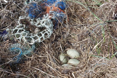 Litter from the sea