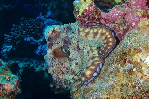 Great Blue Octopus