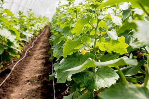 Greenhouse rows plants with flowers