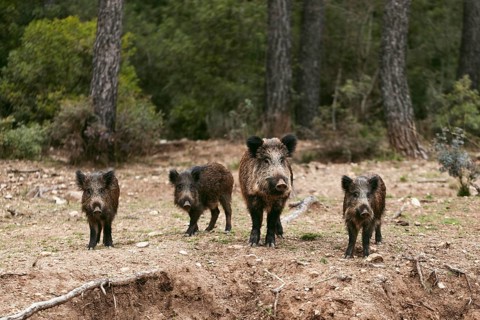 Wild boars nature 3