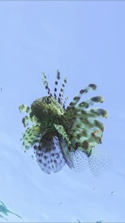 Lion fish swims in blue Ocean on blue sky background