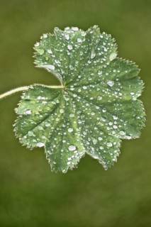 Lady's mantle