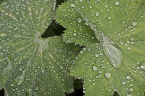 Lady's mantle
