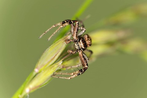 Crab spider