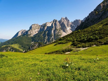 Alpine meadow in front of the peaks of the Gosaukamm