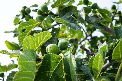 Ripe figs on a fig tree