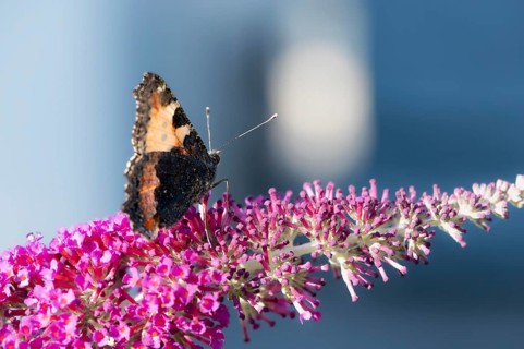 Small tortoiseshell