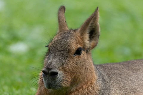 Patagonian mara
