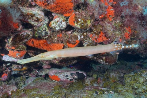 Atlantic cornetfish