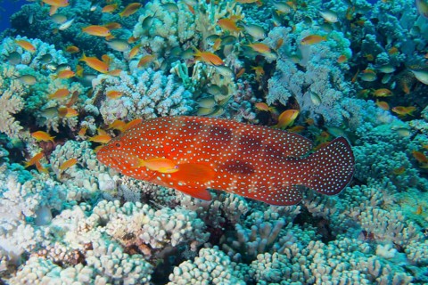 Jewel Grouper