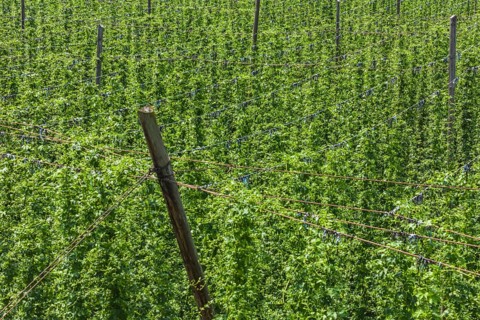 Hop