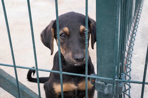 Cute dog fence waiting be adopted