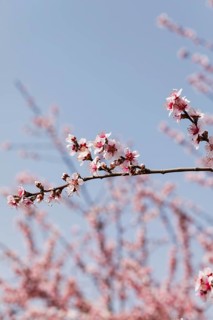 Close up trees branches with blooming flowers 1