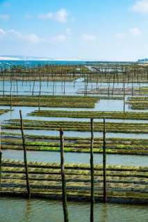 Oyster beds at low tide in the Arcachon basin
