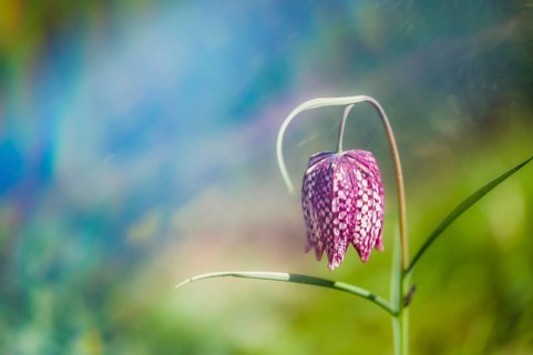 Snake's head fritillary