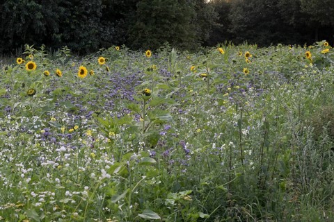 Flowering meadow with sunflowers