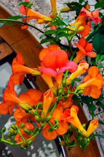Trumpet creepers