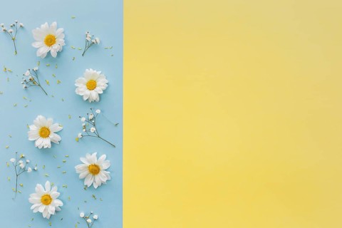 Top view white daisy flowers baby s breath flowers dual background