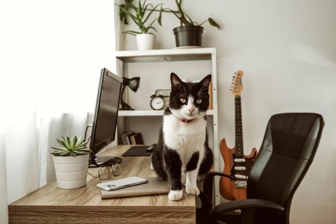 Front view cat walking desk indoors