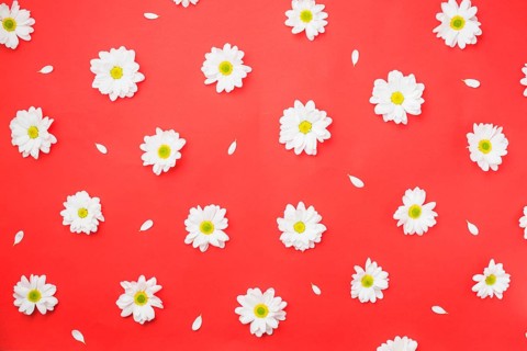 Chamomile heads red